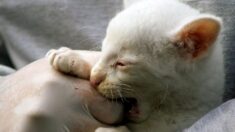 Un étrange bébé chat-loutre albinos est secouru en Colombie : « Extraordinaire ! »