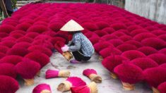 Vietnam: le « village de l’encens » se pare de rose à l’approche du Nouvel an lunaire