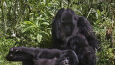 RDC: le parc des Virunga annonce sa 1ère naissance de gorille de l’année