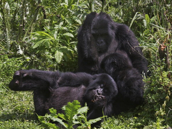 Le nombre de gorilles de montagne a connu une croissance régulière dans les montagnes des Virungas, qui sont partagées par le Rwanda, l'Ouganda et la République démocratique du Congo (RDC). Photo Aude GENET/AFP/Getty Images.