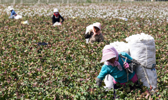 Sur cette photo prise le 20 septembre 2015, des fermiers chinois ramassent du coton dans les champs pendant la saison des récoltes à Hami, dans la région du Xinjiang, dans le nord-ouest de la Chine. (STR/AFP via Getty Images)