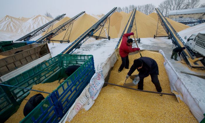 Deux agriculteurs déchargent du maïs dans un dépôt de réserves céréalières de l'État à Yushu, dans la province de Jilin, en Chine, le 19 décembre 2008. (China Photos/Getty Images)