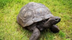 Cette tortue fête ses 190 ans cette année, elle est officiellement le plus vieil animal terrestre au monde