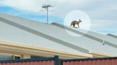 Un kangourou secouru après s’être mystérieusement échoué sur un toit en pente en Australie