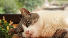 Un chat, appelé Sirène, adopté par le commissariat de Montbéliard : « Elle vit ici, c’est sa maison »