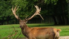 Alpes-Maritimes : un cerf sauvage s’installe dans un village… sur le terrain des chasseurs