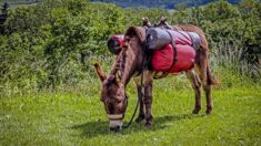 Accompagné de son âne Honoré, il fait un tour de France à pied pour ramasser les déchets