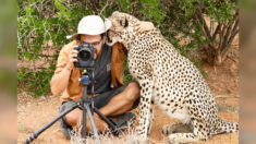 Un photographe chanceux est surpris lorsqu’un guépard s’approche discrètement pour… lui faire un câlin