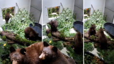 Une vidéo montre des oursons d’une fratrie qui se retrouvent après avoir survécu à un incendie, maintenant ils se blottissent l’un contre l’autre