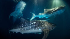 VIDÉO : Un plongeur filme un moment « fou », 20 requins-baleines en pleine frénésie alimentaire s’empiffrent de plancton