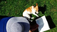 Angleterre : une chienne sauvée d’un marais grâce à une saucisse attachée à un drone