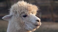 Des gendarmes à la poursuite de trois lamas en cavale dans l’aube