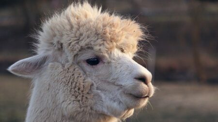 Des gendarmes à la poursuite de trois lamas en cavale dans l’aube