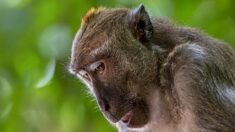 États-Unis : des singes de laboratoire s’évadent d’un camion lors d’un accident de la route