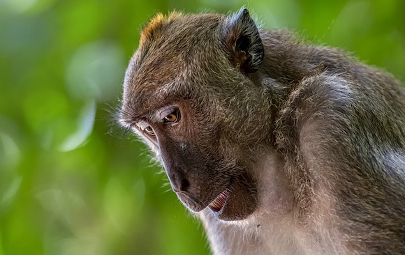 Macaque Crabier. (Photo : crédit Pixabay/Erik_Karits)