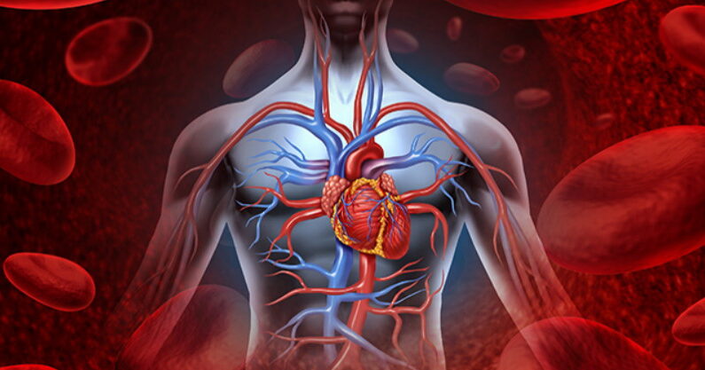 Système cardiovasculaire de la circulation d'un cœur humain sain, sur un fond de cellules sanguines comme symbole de soins médicaux d'un organe vasculaire interne sur un concept de soins médicaux. (The Epoch Times)