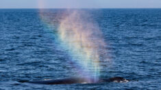 [Photos] Deux baleines à bosse géantes “soufflent des arcs-en-ciel” dans l’air, laissant les observateurs épatés