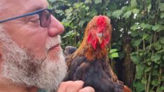 Des centaines de poules destinées à l’abattoir sont adoptées par des particuliers grâce à l’association « Les ch’tites Cocottes »
