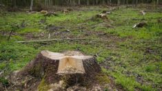 Ain : trois hectares de forêt coupés illégalement par un escroc