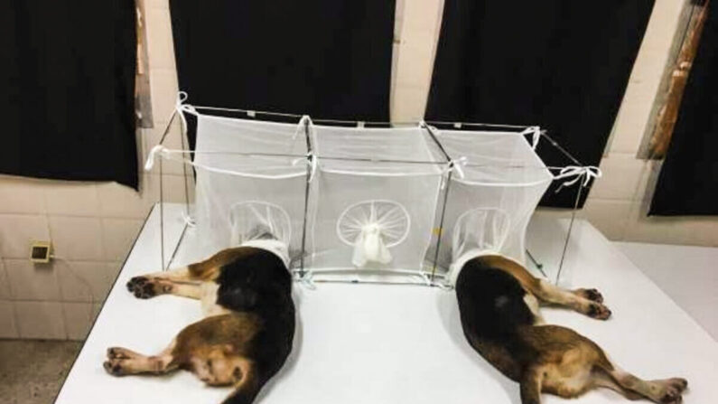 Des beagles ont la tête placée dans des cages grillagées. Des puces de sable dévorent leur tête lors d'une expérience menée en Tunisie et financée par l'Institut National des Allergies et des Maladies Infectieuses. (Domaine public) 