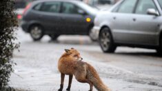 Paris : un renard photographié déambulant dans les rues du 15e arrondissement