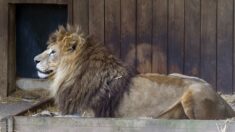 Loire : Jon, le lion sauvé d’un cirque et recueilli par l’association Tonga Terre d’Accueil, est mort brutalement