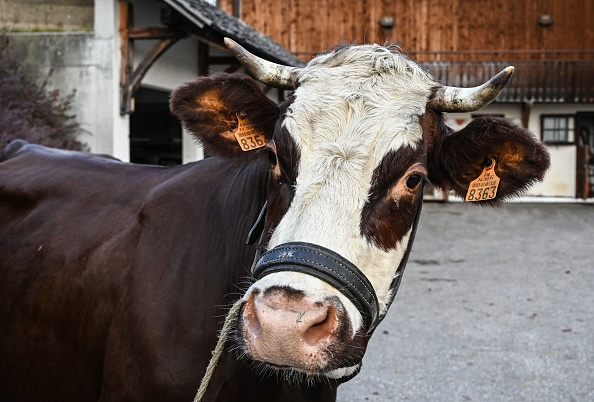 Neige, une vache de la race Abondance âgée de 4 ans, est la mascotte du 58e Salon international de l'agriculture de Paris.  (Photo : PHILIPPE DESMAZES/AFP via Getty Images)