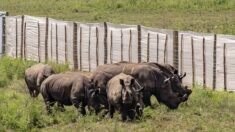 Afrique du Sud: reprise du braconnage de rhinocéros