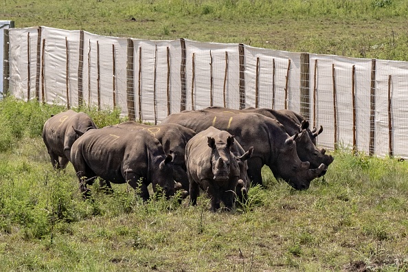 -Trente rhinocéros blancs en voie de disparition sont arrivés au Rwanda le 29 novembre 2021 après un long voyage depuis l'Afrique du Sud. Photo de Simon WOHLFAHRT / AFP via Getty Images.