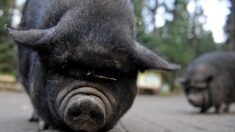 Bouches-du-Rhône : des centaines de cochons sauvages sèment la zizanie dans un quartier de Marignane