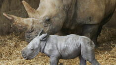 Le zoo d’Amnéville célèbre la 3e naissance d’un bébé rhinocéros blanc en quatre mois
