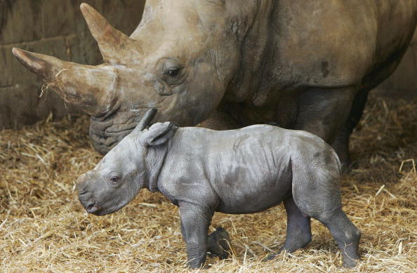 Image d'illustration : un bébé rhinocéros blanc et sa mère. (Scott Barbour/Getty Images)
