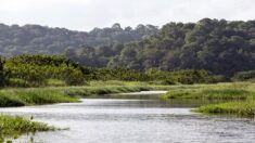 Les zones humides « disparaissent trois fois plus vite » que les forêts (institut)