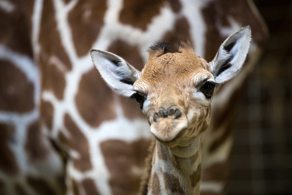 Image d'illustration : un girafon âgé d'un jour. ( Matt Cardy/Getty Images)