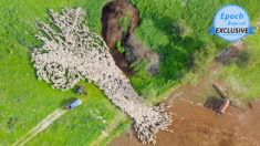 Grâce à un drone, il capture les images incroyables d’un troupeau de moutons pendant sept mois en Israël