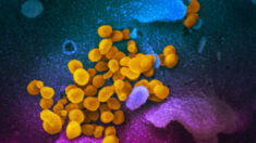 L’immunité naturelle contre le Covid-19 détectée 20 mois après l’infection, selon une étude