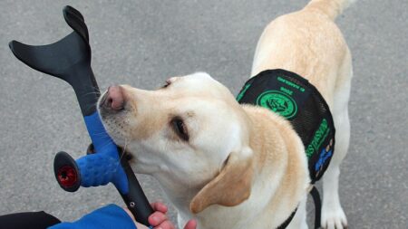 Loustic, chien d’assistance, est enfin autorisé à accompagner sa maitresse autiste à l’école après deux ans de bataille