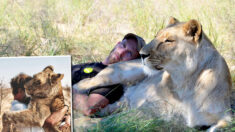 Un homme reçoit les tendres câlins d’une lionne adulte qu’il a sauvée à l’âge de 2 semaines