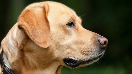 Haut-Rhin : un chien d’aveugle survit après une avalanche dans la vallée de Munster
