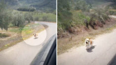 Un chien errant poursuit la camionnette d’un couple de voyageurs à la campagne, qui s’arrête et l’adopte