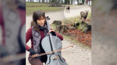 [VIDÉO] Deux cerfs enchantés par la musique d’une violoncelliste s’approchent pour l’écouter jouer du Bach dans le parc