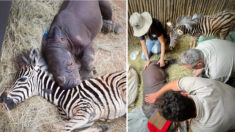 L’incroyable amitié entre deux petites femelles zèbre et rhinocéros