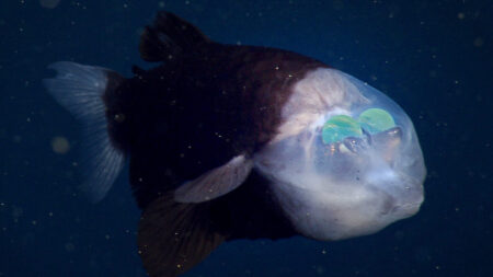 Des chercheurs ont de nouveau aperçu un mystérieux poisson des profondeurs dont les yeux verts brillent à l’intérieur de son front transparent