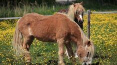 Manche : une équithérapeute va pouvoir garder ses vieux poneys retraités chez elle grâce à une cagnotte en ligne