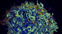 Découverte d’un variant du VIH hautement infectieux et plus dangereux aux Pays-Bas