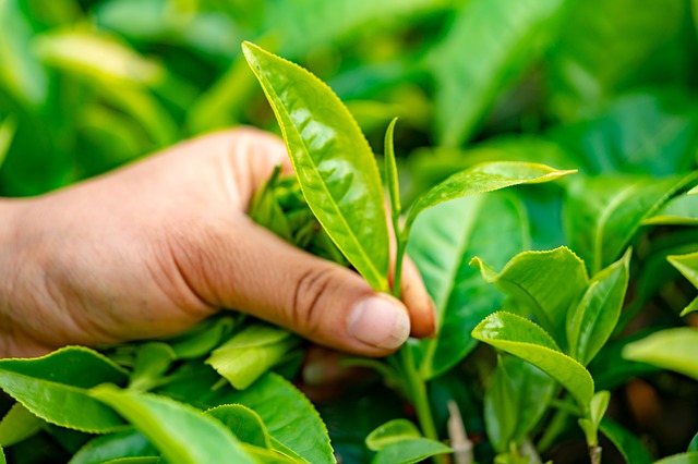 Image d'illustration : le thé provient du camelia sinensis, qui peut très bien pousser en Normandie. (Pixabay)