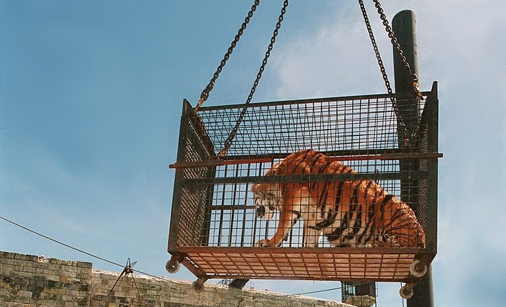 Un des tigres de Tierry Leportier déchargé le 3 juin 1995 à Fort Boyard, quelques jours avant le début du tournage de la nouvelle série du jeu télévisé à succès, diffusé dans huit pays européens.  (V. JOANIN/AFP via Getty Images)