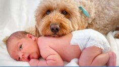 Le chien de la famille insiste pour participer à la première séance photo d’un nouveau-né – et les photos sont adorables !