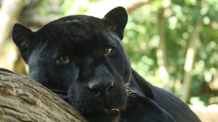 Buzzy, le jaguar emblématique du zoo d’Amnéville est mort à l’âge vénérable de 17 ans