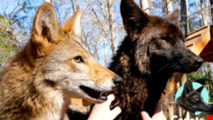 Un coyote qui jouait avec les chiens du voisinage réuni avec une compagne dans un sanctuaire pour animaux sauvages